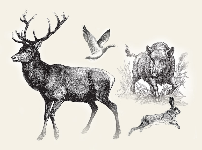 Wild Game Meat and Poultry Suppliers selling UK and Wild Game Meat and Poultry, ilustration of deer, pig, hare and duck