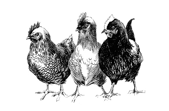 Wild Game Meat and Poultry Suppliers selling UK and Wild Game Meat and Poultry, illustration of some chickens