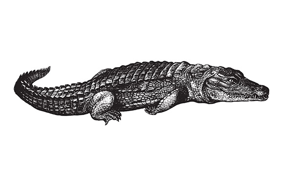 Wild Game Meat and Poultry Suppliers selling UK and Wild Game Meat and Poultry, illustration of a crocodile