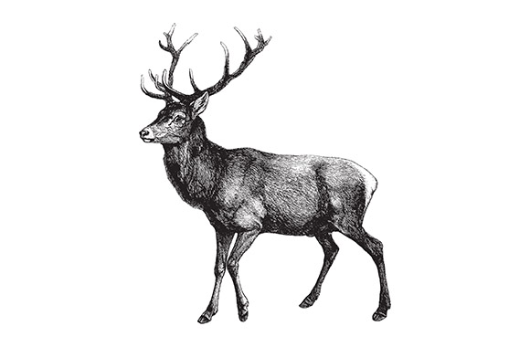 Wild Game Meat and Poultry Suppliers selling UK and Wild Game Meat and Poultry, illustration  of a deer.