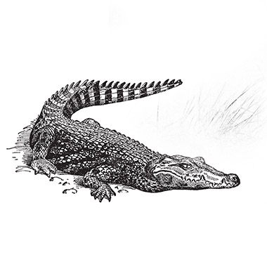 Wild Game Meat and Poultry Suppliers selling UK and Wild Game Meat and Poultry, illustration of a crocodile