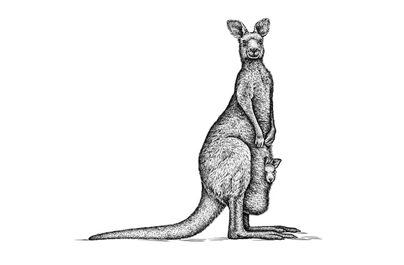 Wild Game Meat and Poultry Suppliers selling UK and Wild Game Meat and Poultry, illustration  of a kangaroo
