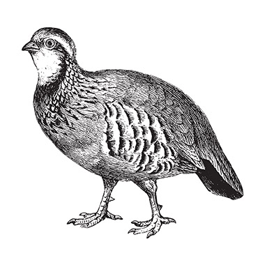Wild Game Meat and Poultry Suppliers selling UK and Wild Game Meat and Poultry, illustration or a partridge