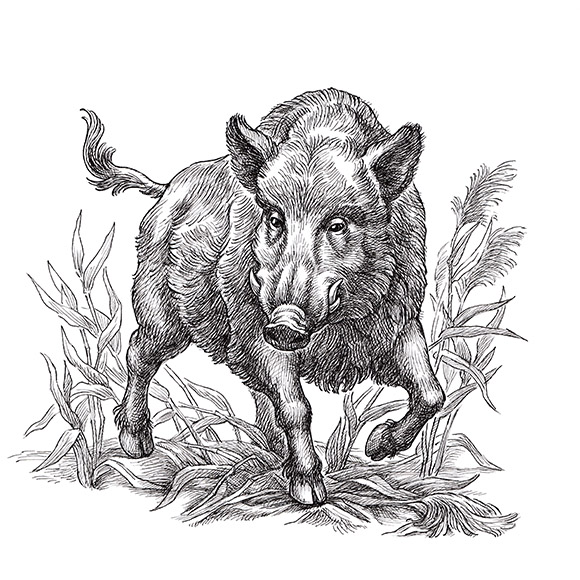Wild Game Meat and Poultry Suppliers selling UK and Wild Game Meat and Poultry, illustration of a boar