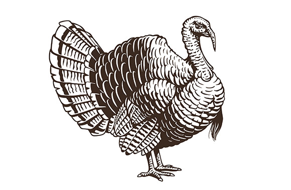 Wild Game Meat and Poultry Suppliers selling UK and Wild Game Meat and Poultry, illustration of a turkey
