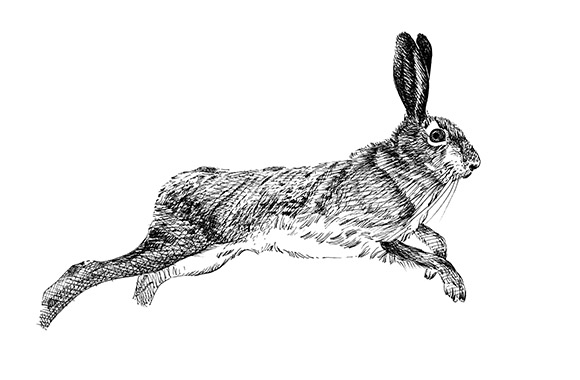 Wild Game Meat and Poultry Suppliers selling UK and Wild Game Meat and Poultry, illustration of a hare