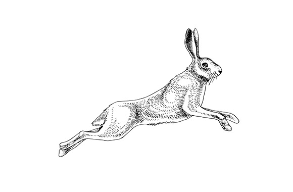 Wild Game Meat and Poultry Suppliers selling UK and Wild Game Meat and Poultry, illustration of a rabbit