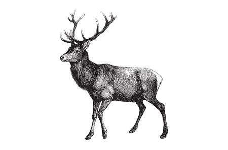 stag illustration