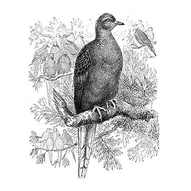 Pidgeon illustration