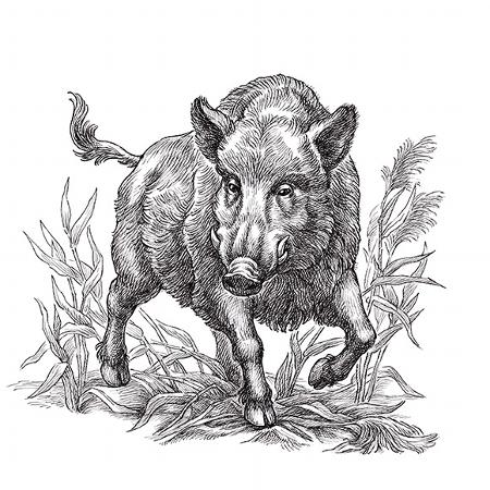 wild boar illustration