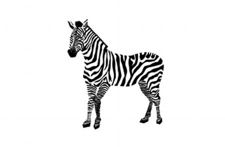 zebra illustration